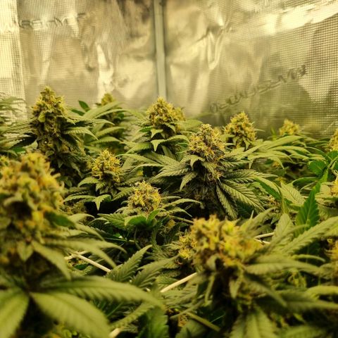 Her name's Bruciepoo growlog timeline photo