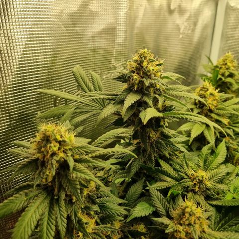 Her name's Bruciepoo growlog timeline photo