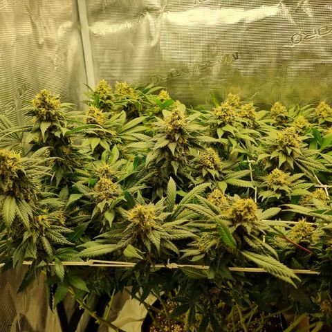 Her name's Bruciepoo growlog timeline photo