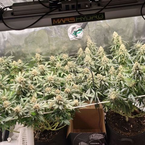 It's Brittney Biscotti Bitch growlog timeline photo