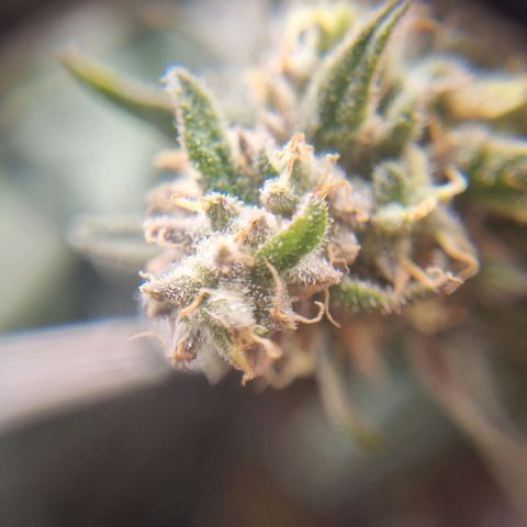 It's Brittney Biscotti Bitch growlog timeline photo