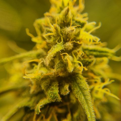 It's Brittney Biscotti Bitch growlog timeline photo