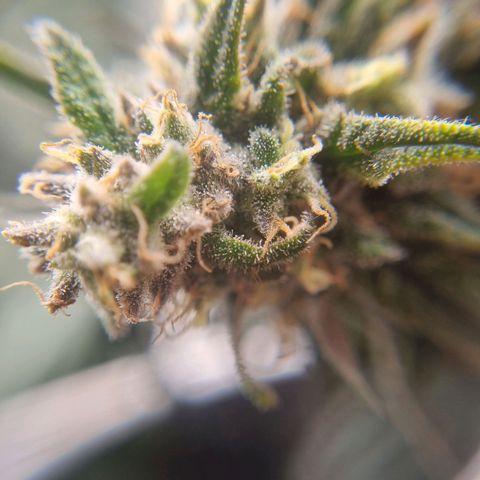 It's Brittney Biscotti Bitch growlog timeline photo