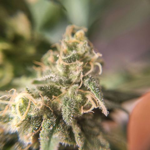 It's Brittney Biscotti Bitch growlog timeline photo