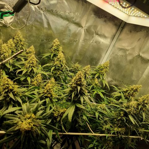 It's Brittney Biscotti Bitch growlog timeline photo