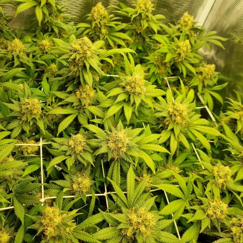 Her name's Bruciepoo growlog timeline photo