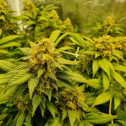 Her name's Bruciepoo growlog timeline photo
