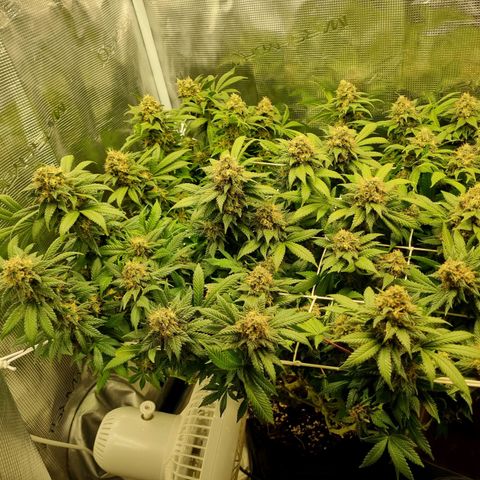 Her name's Bruciepoo growlog timeline photo