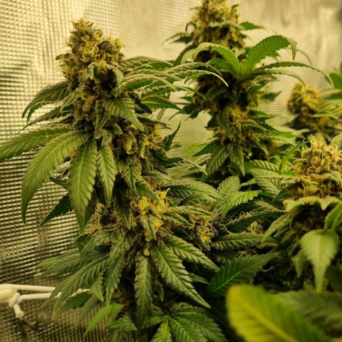 Her name's Bruciepoo growlog timeline photo