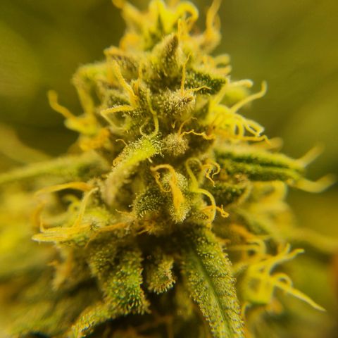 It's Brittney Biscotti Bitch growlog timeline photo