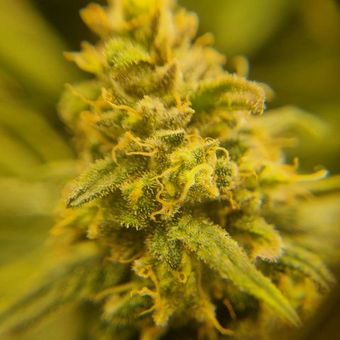 It's Brittney Biscotti Bitch growlog timeline photo