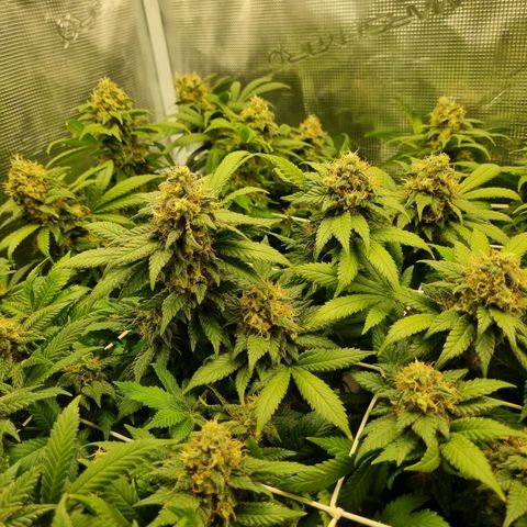 Her name's Bruciepoo growlog timeline photo