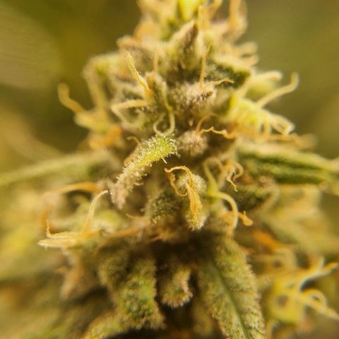 It's Brittney Biscotti Bitch growlog timeline photo