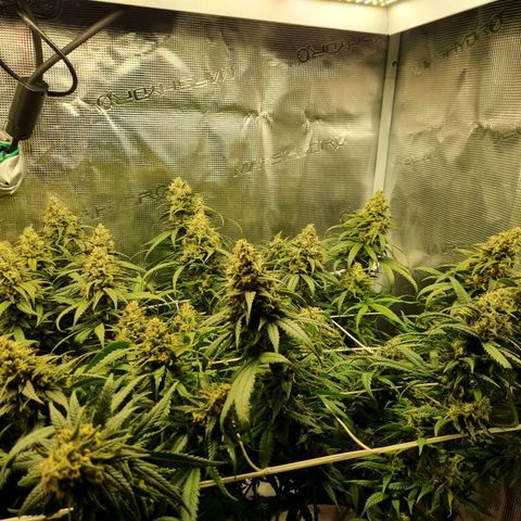 It's Brittney Biscotti Bitch growlog timeline photo