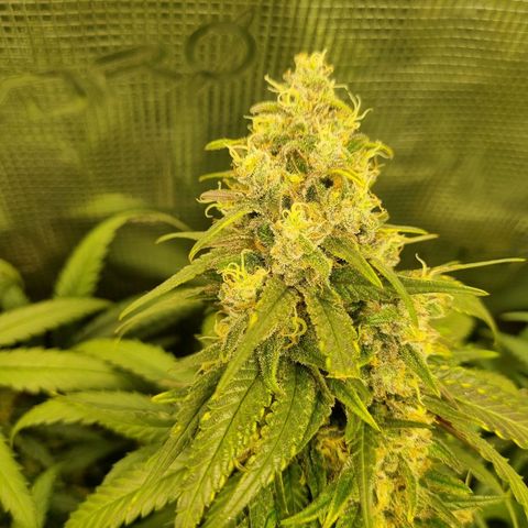 It's Brittney Biscotti Bitch growlog timeline photo