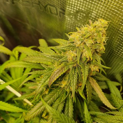 It's Brittney Biscotti Bitch growlog timeline photo