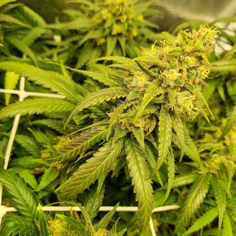 It's Brittney Biscotti Bitch growlog timeline photo