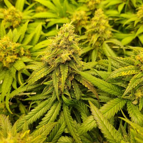 It's Brittney Biscotti Bitch growlog timeline photo