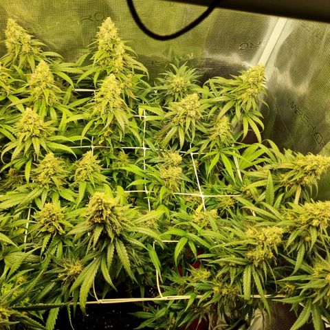 It's Brittney Biscotti Bitch growlog timeline photo