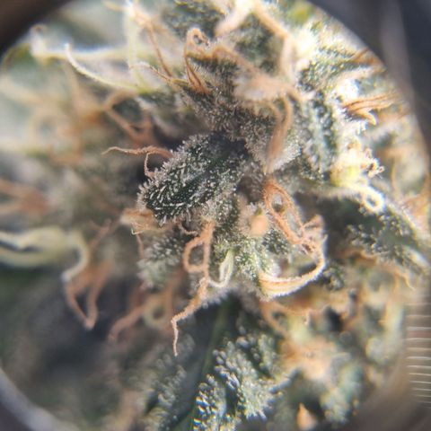 Her name's Bruciepoo growlog timeline photo