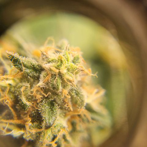 Her name's Bruciepoo growlog timeline photo