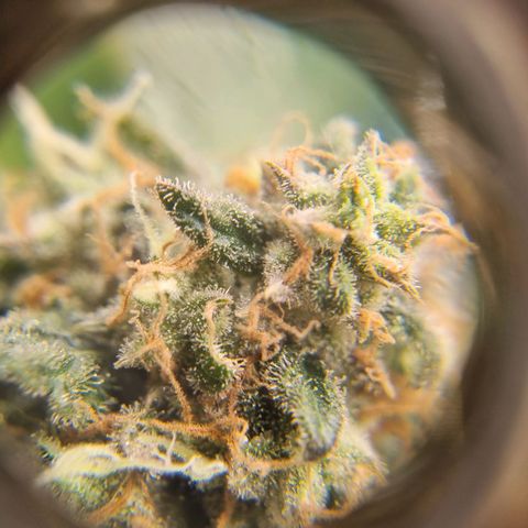 Her name's Bruciepoo growlog timeline photo