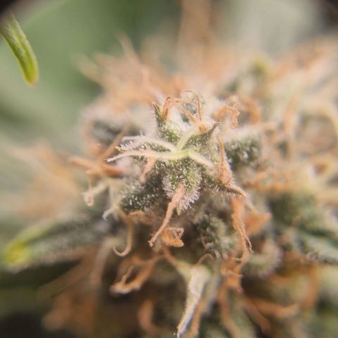 Her name's Bruciepoo growlog timeline photo
