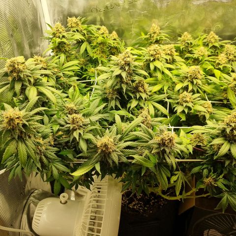 Her name's Bruciepoo growlog timeline photo