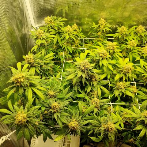 Her name's Bruciepoo growlog timeline photo