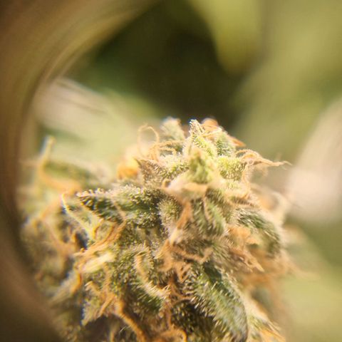 Her name's Bruciepoo growlog timeline photo