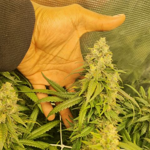 It's Brittney Biscotti Bitch growlog timeline photo