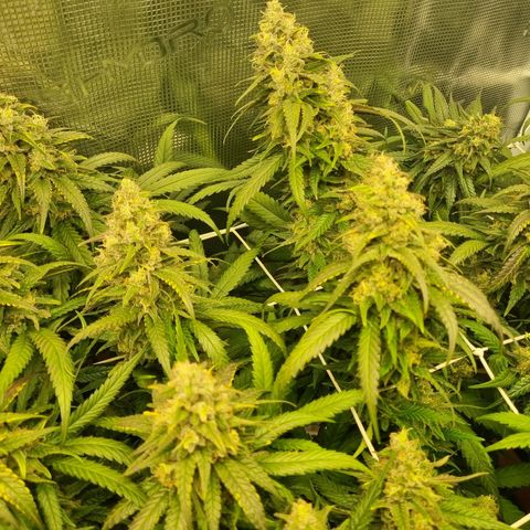 It's Brittney Biscotti Bitch growlog timeline photo