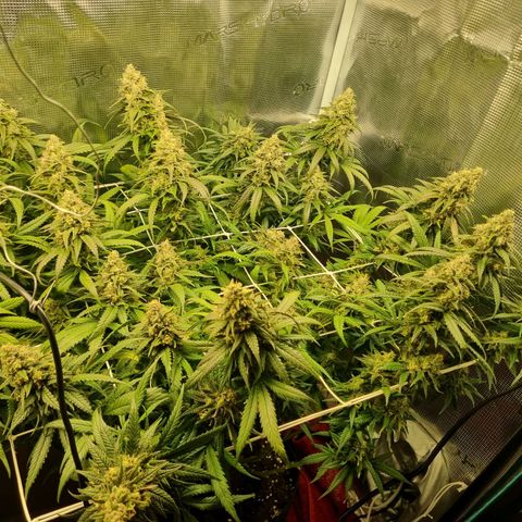 It's Brittney Biscotti Bitch growlog timeline photo