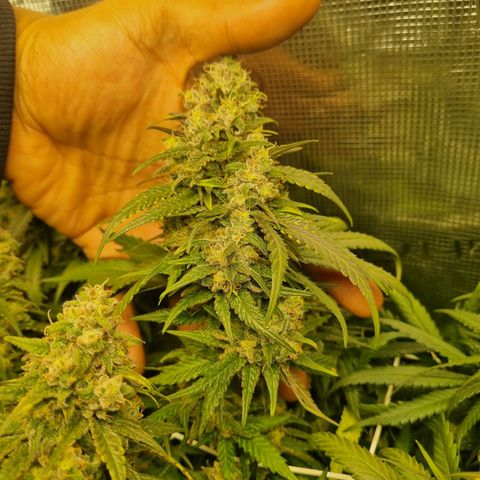 It's Brittney Biscotti Bitch growlog timeline photo