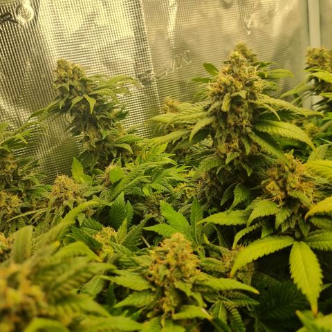 Her name's Bruciepoo growlog timeline photo