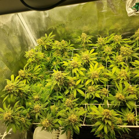 Her name's Bruciepoo growlog timeline photo