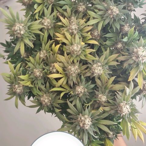 Her name's Bruciepoo growlog timeline photo