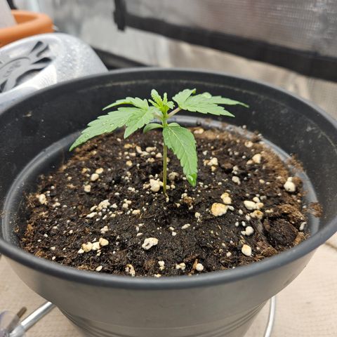 Betty 2.0 growlog timeline photo