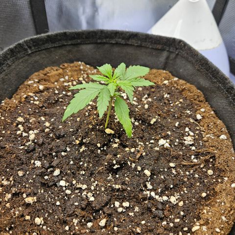 Betty 2.0 growlog timeline photo