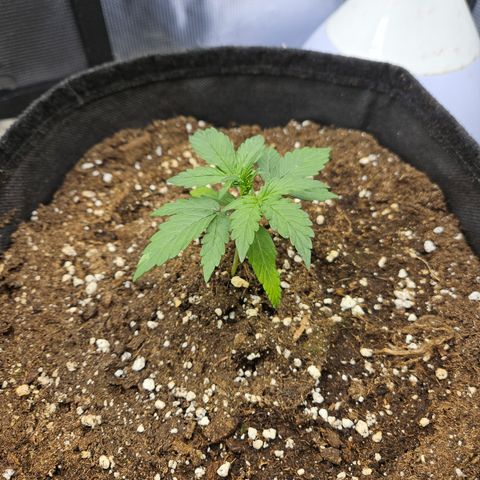 Betty 2.0 growlog timeline photo