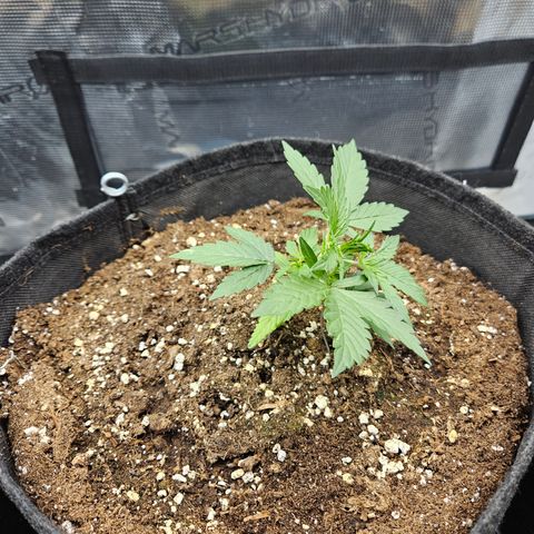 Betty 2.0 growlog timeline photo