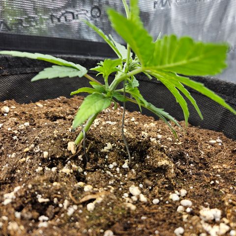 Betty 2.0 growlog timeline photo