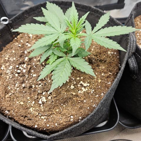 Betty 2.0 growlog timeline photo