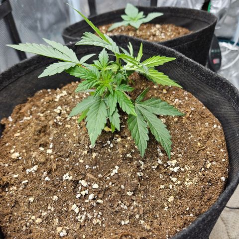 Betty 2.0 growlog timeline photo