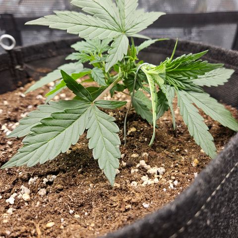 Betty 2.0 growlog timeline photo