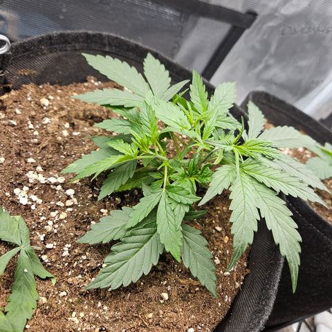 Betty 2.0 growlog timeline photo