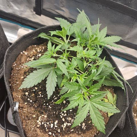 Betty 2.0 growlog timeline photo