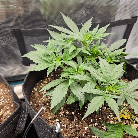 Betty 2.0 growlog timeline photo