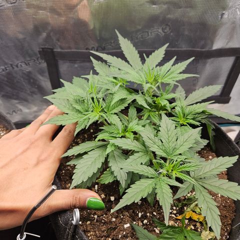 Betty 2.0 growlog timeline photo