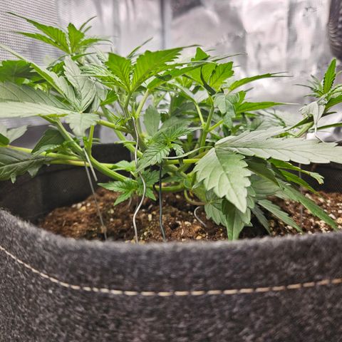 Betty 2.0 growlog timeline photo